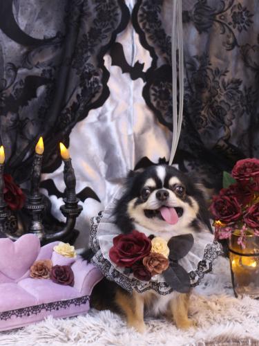 20231004ごまくん